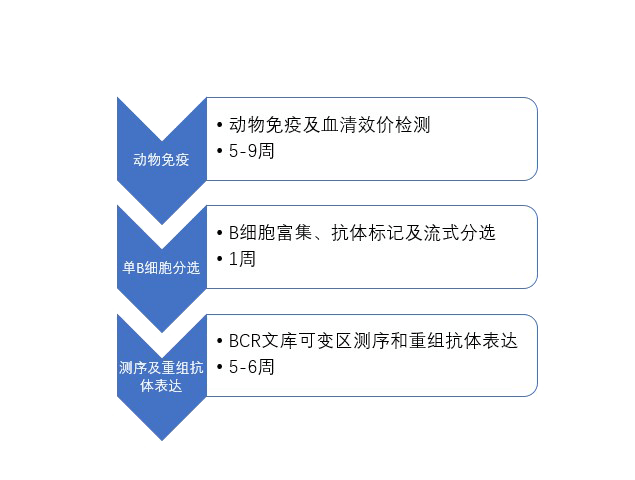 单B细胞抗体制备流程.png 单B细胞抗体制备流程.png
