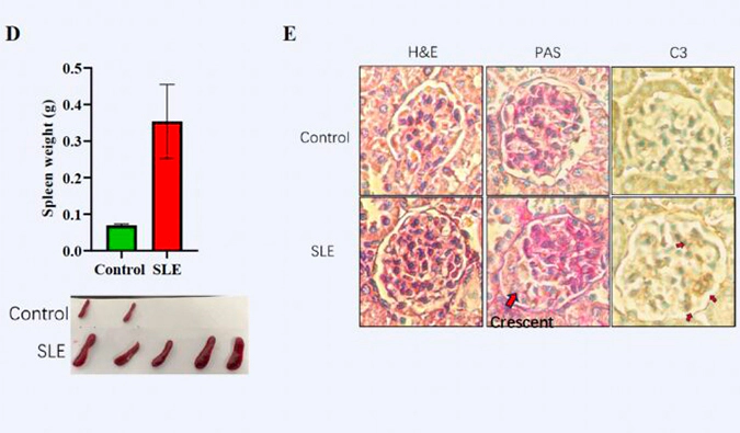 今年会非肿瘤模型